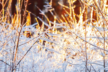 Sunset in winter forest. Sunlight among trees. Natural seasonal background.