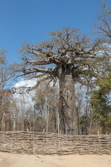 Baobab.