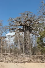 Photo sur Aluminium Baobab Baobab.