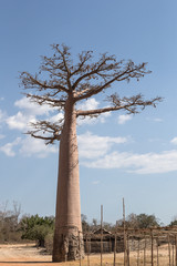 Fototapeta na wymiar Baobab tree.