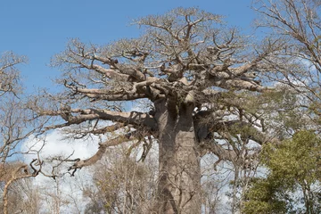 Photo sur Plexiglas Baobab Baobab.