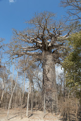 Baobab tree.