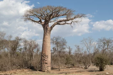 Printed kitchen splashbacks Baobab Baobab tree.