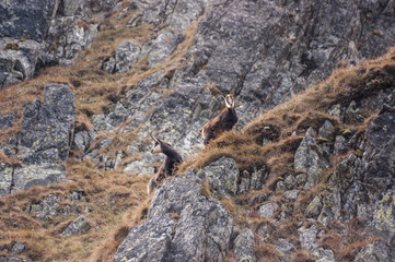 Fototapeta na wymiar Tatra chamois in the natural environment