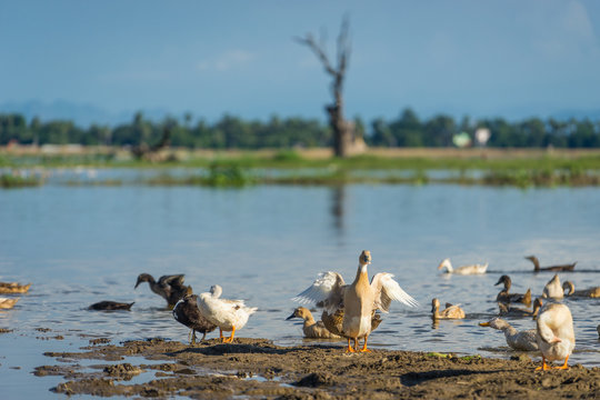 Group of ducks in lake near U Bein Bridge, Mandalay region, Myan