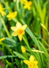 Fototapeta premium Frühling Narzissen