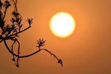 Silhouette of a flower at sunset