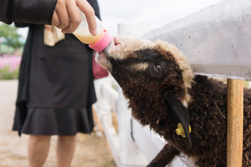 A female feeding sheep in farm 