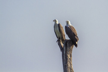 White-bellied sea eagle in Arugam bay lagoon, Sri Lanka