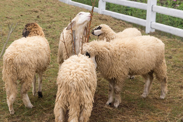 Fototapeta premium Sheep in farm.