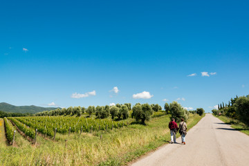 Fototapeta na wymiar Wanderer auf einer Strasse durch das Weingebiet Bolgheri