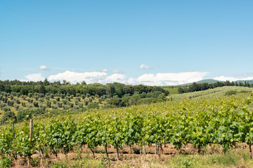 Fototapeta na wymiar Wein und Olivenbäume bis zum Horizont an der Strada del vino