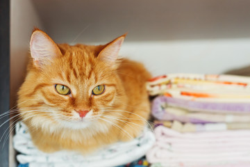 Cute ginger cat sleep in forbidden place - in wardrobe with clean bed linen.