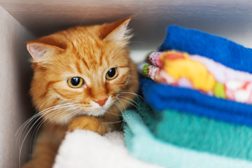 Cute ginger cat hides in a pile of towels. Fluffy pet with wary eyes tried to sleep in forbidden place - wardrobe with clean and ironed clothes and towels.