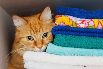 Cute ginger cat hides in a pile of towels. Fluffy pet with wary eyes tried to sleep in forbidden...