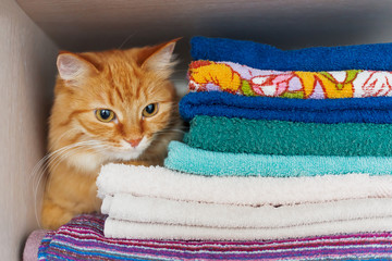 Cute ginger cat hides in a pile of towels. Fluffy pet with wary eyes tried to sleep in forbidden place - wardrobe with clean and ironed clothes and towels.