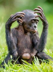 Close up Portrai of Bonobo Cub in natural habitat. Green natural background.