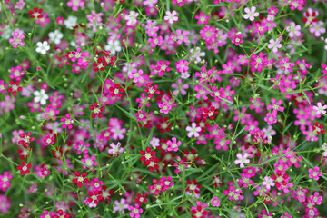 Background with tiny colorful flowers