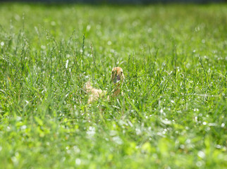 Chick hidden in grass