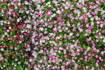 Background with tiny colorful flower