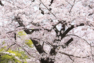 満開の桜