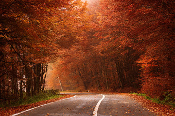 road through the golden forest with colourful leave in autumn season