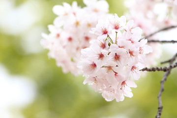満開の桜