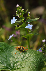 Wasp under blue flowers