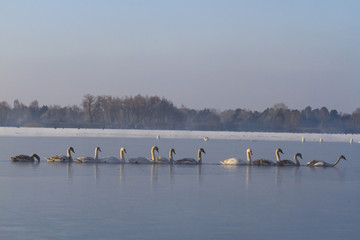 Swans feeding penetrate the ice on the river