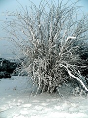 bush with lots of thin branches in the cold and icy snow sprinkled over the entire screen front view