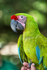 green ara parrot outdoor