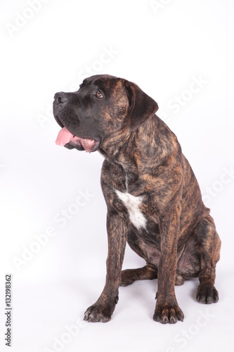 Le Cane Corso Le Cane Corso Chiens De Race T 19 French