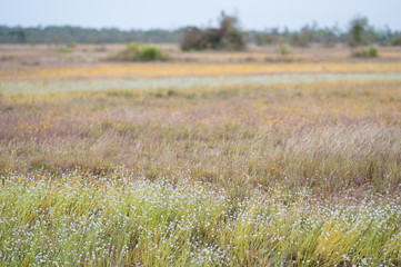 Meadow with green grass and blue sky with clouds