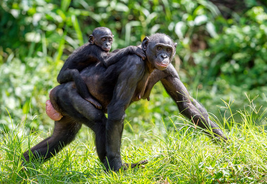 Close up Portrait of Bonobo Cub on the mother's back in natural habitat. Green natural background. The Bonobo ( Pan paniscus), called the pygmy chimpanzee. Democratic Republic of Congo. Africa