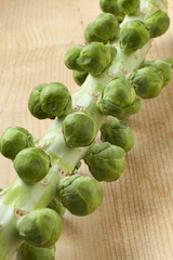 Stalk with fresh Brussels sprouts