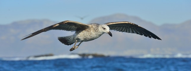 Flying Juvenile Kelp gull (Larus dominicanus), also known as the Dominican gull and Black Backed Kelp Gull. Natural blue water background of ocean . False Bay, South Africa