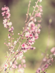 Pink flowers ; Prunus cerasoides (Vintage Style)
