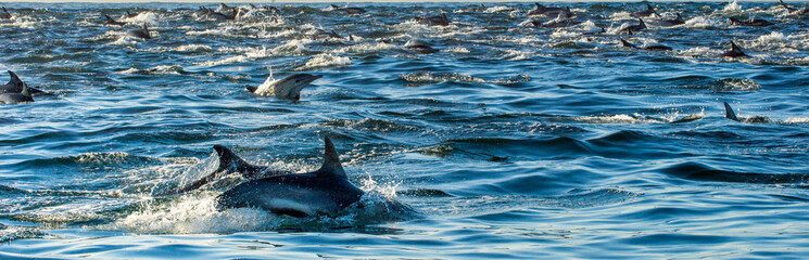 Obraz premium Group of dolphins, swimming in the ocean and hunting for fish. 