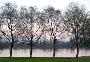 Bushes on the bank of the river.