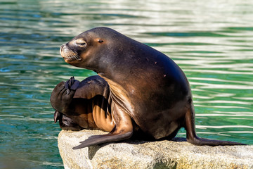 Mähnenrobbe - Otaria flavescens