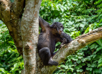 Close up Portrait of Bonobo Cub on the tree in natural habitat. Green natural background. The Bonobo ( Pan paniscus), called the pygmy chimpanzee. Democratic Republic of Congo. Africa