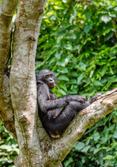 Close up Portrait of Bonobo Cub on the tree in natural habitat. Green natural background. The Bonobo ( Pan paniscus), called the pygmy chimpanzee. Democratic Republic of Congo. Africa