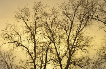 Obraz na płótnie Canvas Tree at night.
