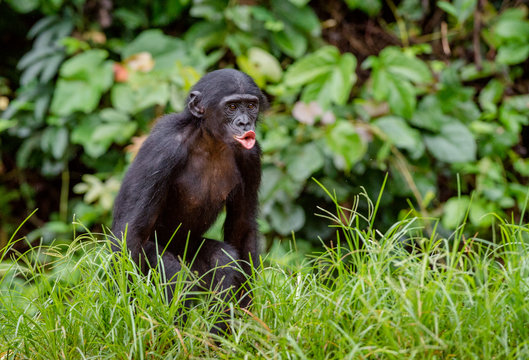 Bonobo cub in natural habitat on Green natural background. 