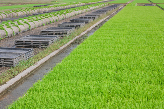 The cultivation of rice seedlings in plastic trays.