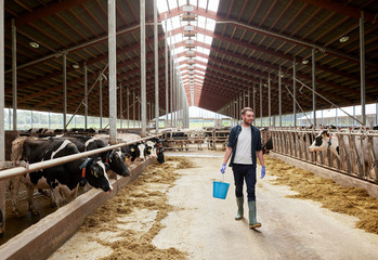 cows and man with bucket of hay walking at farm