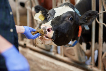close up of man feeding cow with hay on dairy farm