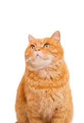 ginger cat isolated