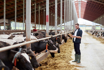 man with clipboard and cows at dairy farm cowshed