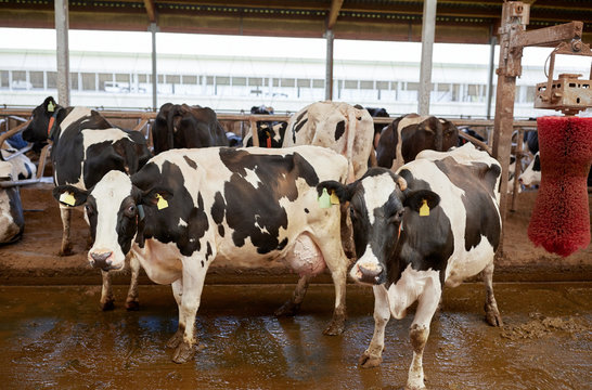 herd of cows washing on dairy farm